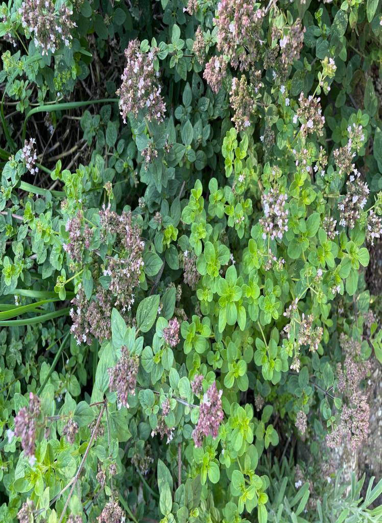 Plant name: Oregano Oreganum vulgare 